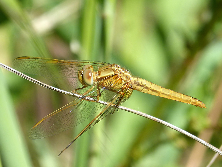 Golden dragonfly, Sympetrum meridionale, stammen, våtmarksområde