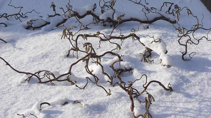 salju, cabang, musim dingin, cabang-cabang yang tertutup, bersalju