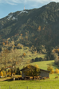 Allgäu, køer, efterår, landbrug, landskab, bondehus, idylliske
