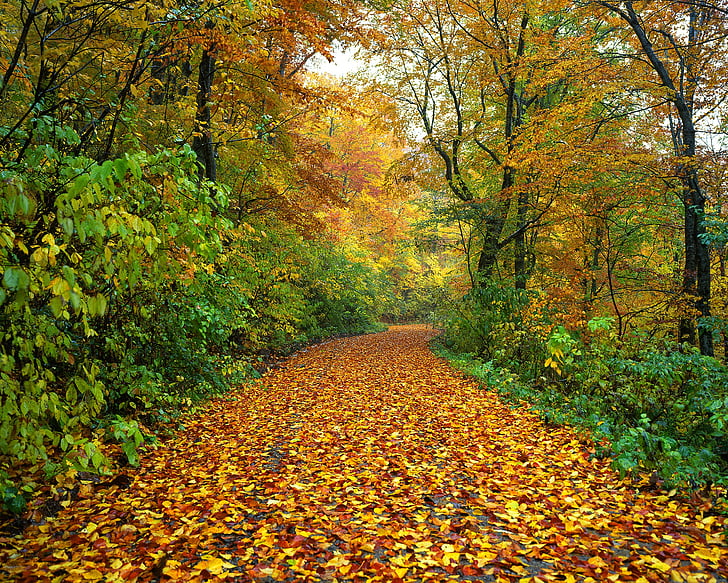 autumn, road, fallen leaves, wet, forest, shirakami-sanchi, japan
