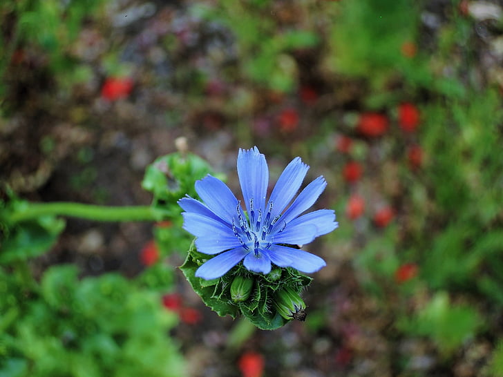 bloem, blauw, Blauwe bloem, Wild flower, natuur, plant, zomer