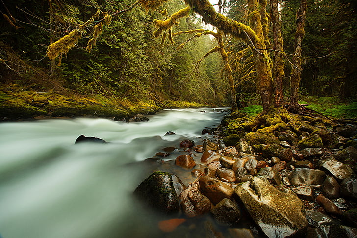 Creek, diretta streaming, foresta, movimento, flusso, pietre, ciottoli