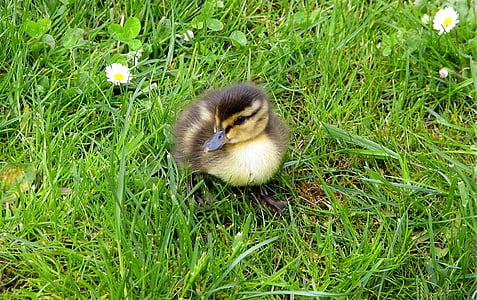 ducklings, chicks, animal children, cute, wildlife photography, water bird, ducks