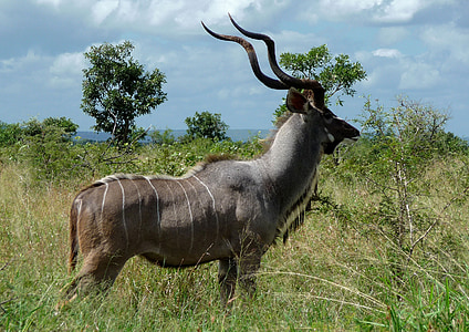 antilop, az emlősök, vadon élő állatok, állat, vadonban, Safari, Afrika