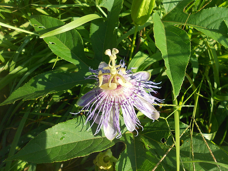 Passionflower, Hoa, màu tím, lá, Blossom