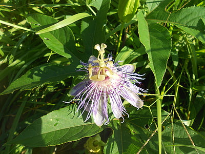 Passionflower, Hoa, màu tím, lá, Blossom