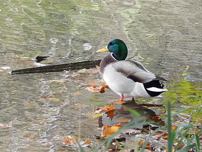 патици, езерото, вода, птица, патица, зеленоглави патици, природата