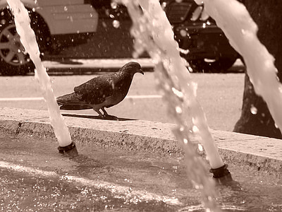 pigeon, water, animal, bird, outdoors, nature