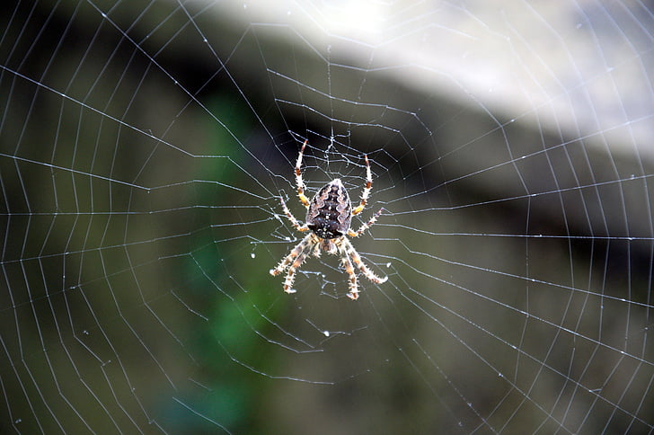 laba-laba, Jaringan, Cobweb