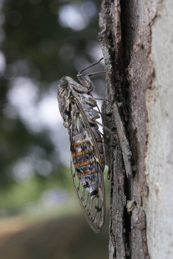 Cicada, Provence, profil, insekt, naturen, våren
