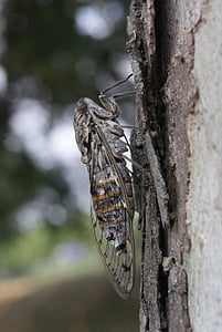 cicade, Provence, Profiel, insect, natuur, lente
