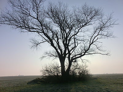 дърво, самотен, зимни, природата