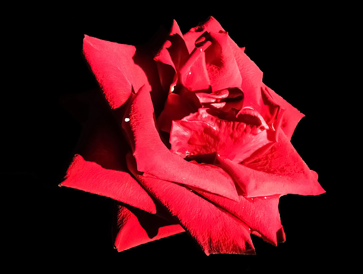 Rose, fleur, Rose, romantique, rouge