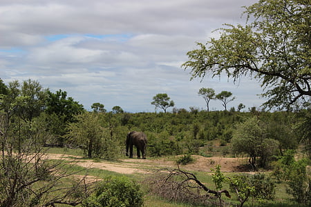 природата, естествени, дървен материал, слон, Африка, модел, повърхност