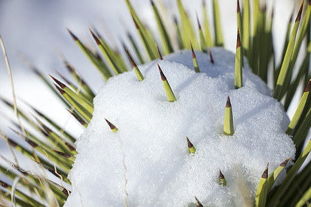 Bulletins d’enneigement sur cactus, hiver, désert, paysage, plante, Cactus, météo
