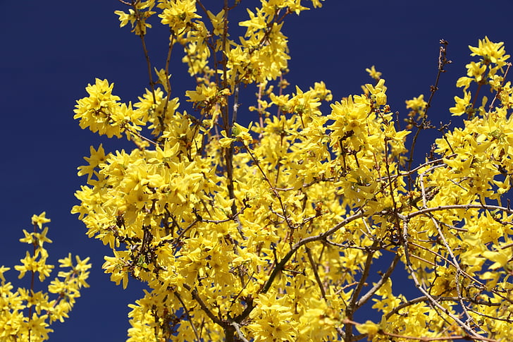 Forsythia, flor, floración, amarillo, primavera, oro lila, campanas de oro