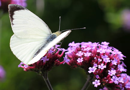 Motyl, Natura, owad, kwiat, roślina, kruchość, jedno zwierzę