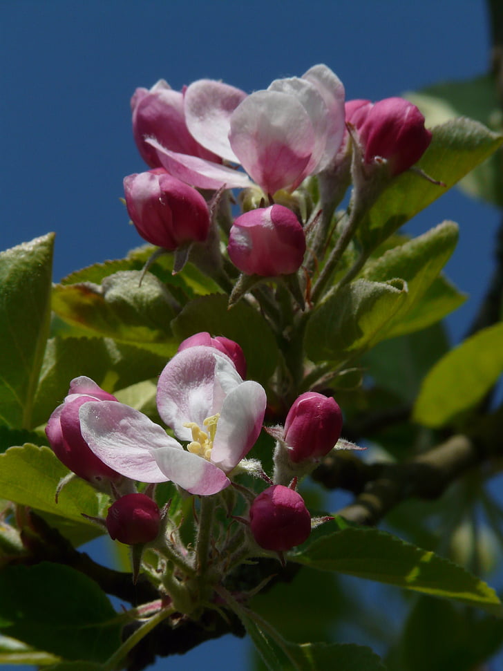 Apple blossom, Õunapuu, õis, Bloom, roosa, puu, filiaali
