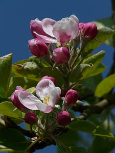 flor de maçã, árvore de maçã, flor, flor, -de-rosa, árvore, filial