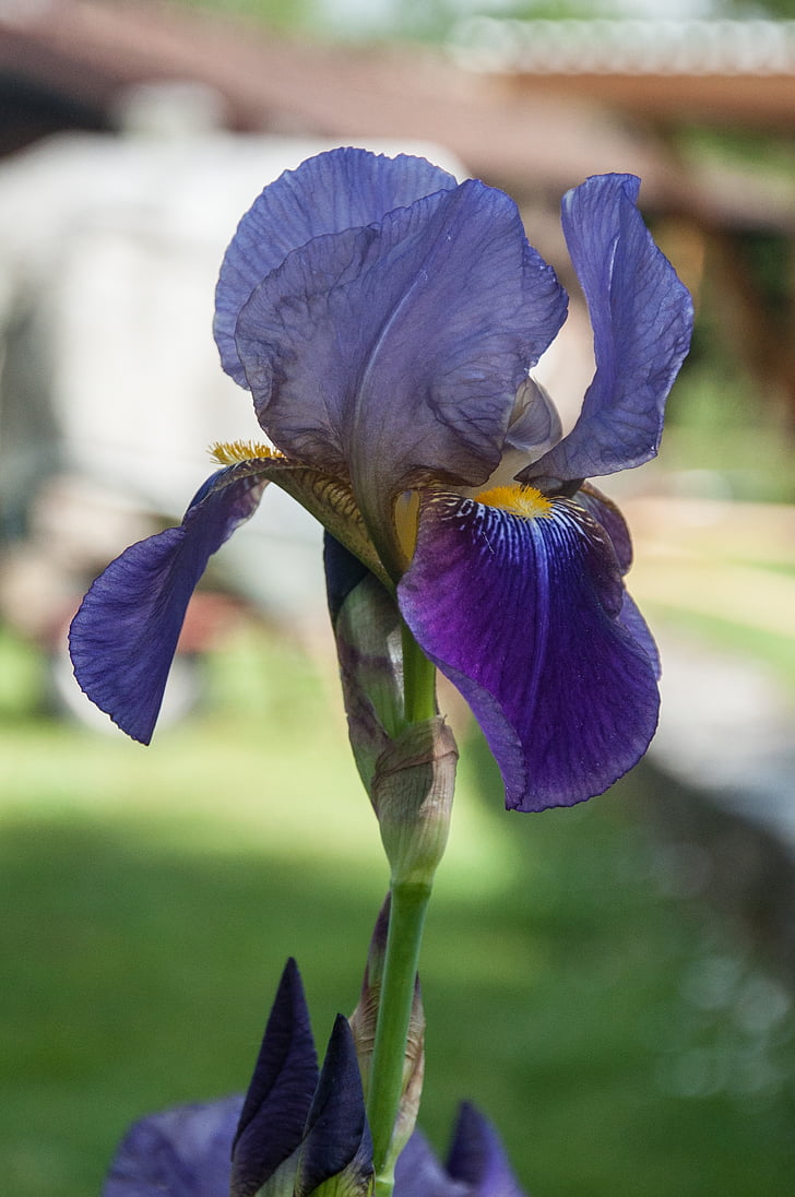 Iris, õis, Bloom, taim, Violet, loodus, lill