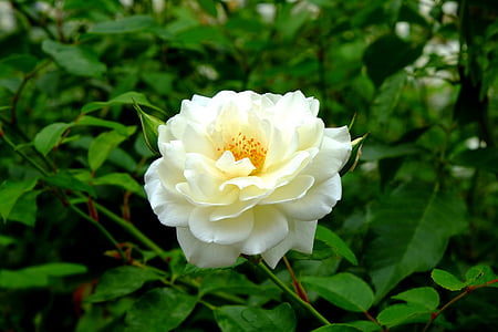 Rosa, Rosa blanca, blanc, flor, flor, flor, flor rosa