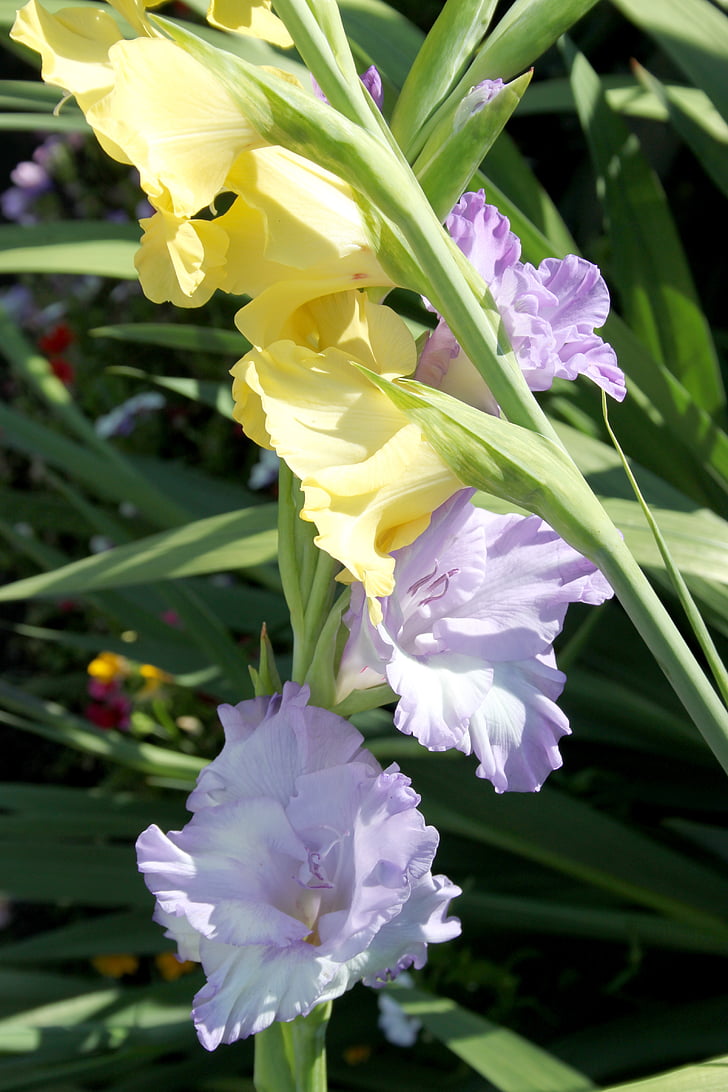 Gladiolus, blomma, sommar
