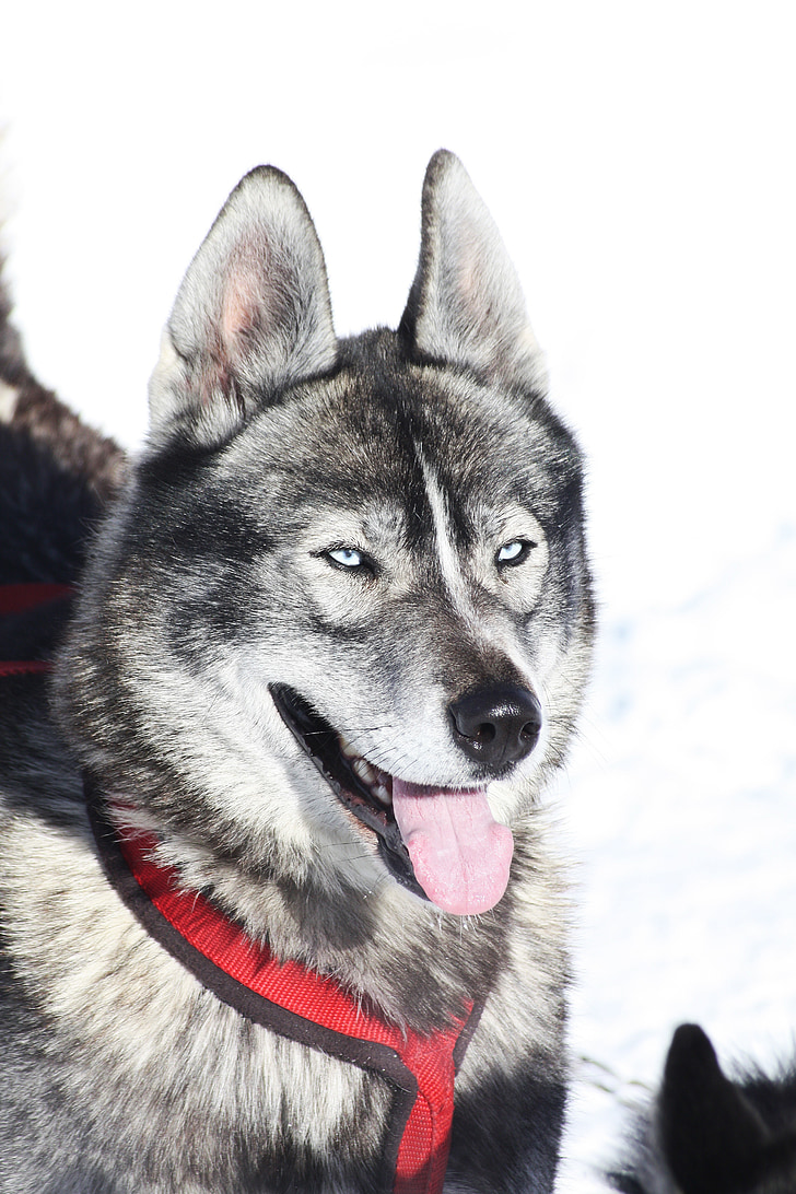 Husky, perro, Alpes, queiras, invierno, montaña