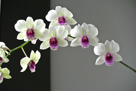 orhidee, floare, frumos port