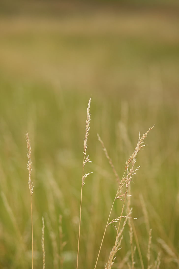landscape, field, wheat, green, nature, spikes, cereal