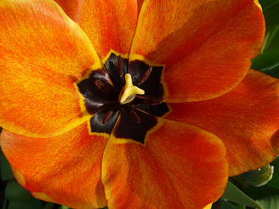 tulpenbluete, tulip, spring, orange, tulip cup, color, open