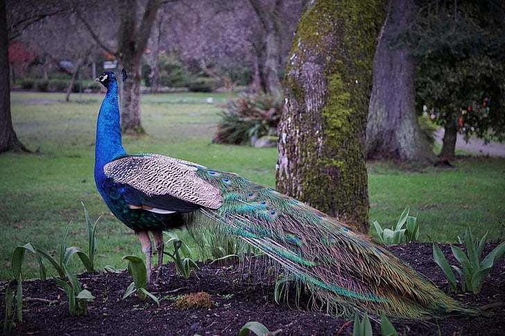peacock, bird, beacon hill park, victoria bc
