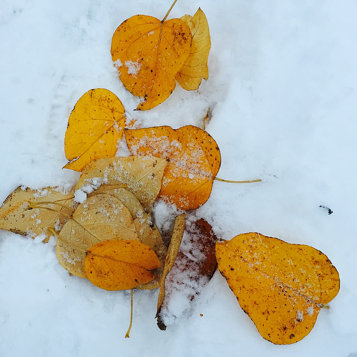 listi, jeseni, pozimi, sneg, Norveška, narava je, mraza