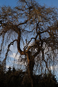 arbre, vell, sense fulles, transitori