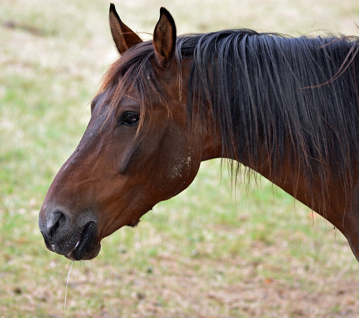 horse, pure arab blood, horse breeding, equine, horses, horse head, horsehair