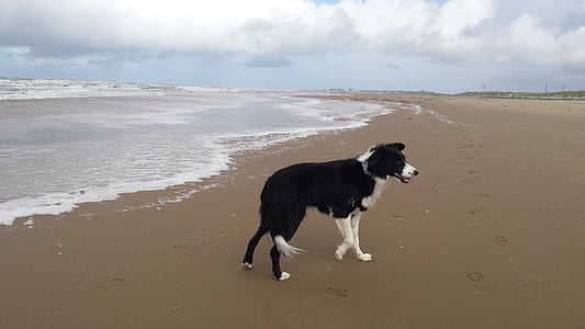 strand, Bordercollie, hond, zandstrand, zee, kust, wandeling
