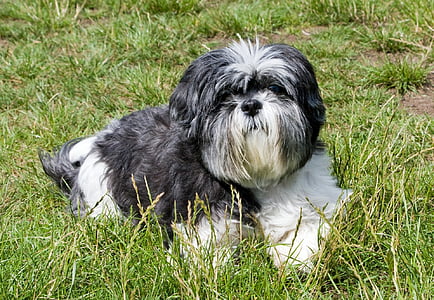 dog, shih tzu, grey, white, laying, grass, cute