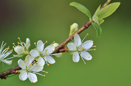galho de florescência, filial, flores, árvore de ameixa, flores de ameixeira, Primavera, flor