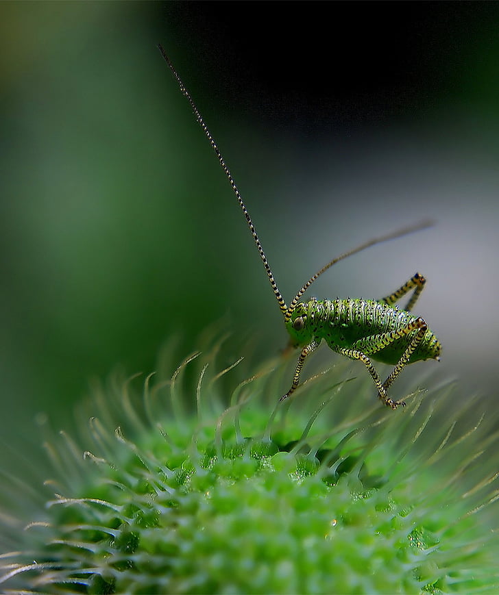 delicate insect, grasshopper, insect, dotted, green, macro, dotted delicate insect