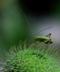 delicate insect, grasshopper, insect, dotted, green, macro, dotted delicate insect