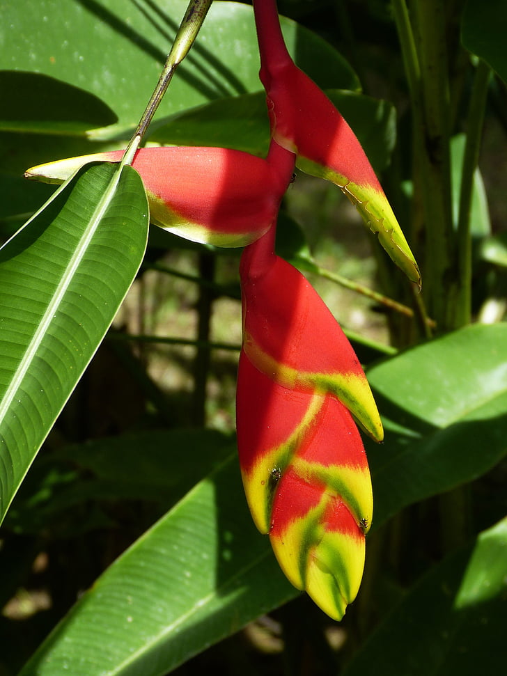 heliconie, helikonie, flor, flor, flor, Heliconia, vermell