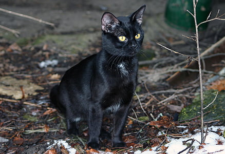 katten, innenlandske, Pet svart, spredt, utenfor, unge, kattunge