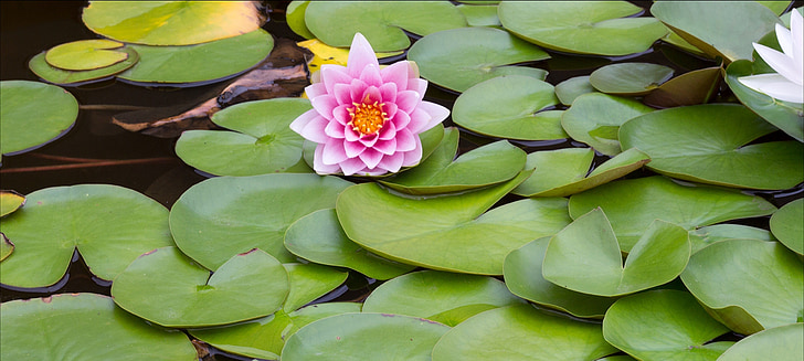 flower, lily, pond, water plant
