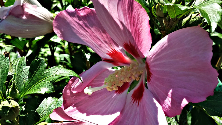 Rose of sharon, różowy, Pszczoła, Hibiscus, bylina, ogród, kwiat