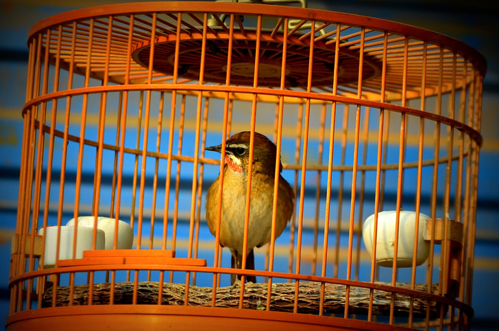 animals, bird, cage, pet, sing, singing bird, birdcage
