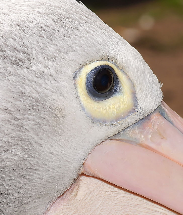 pelikan, head, portrait, eye, close, bill, white