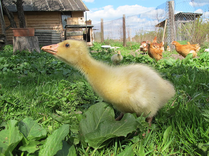 gosling, goose, village, farm, bird, animal, nature