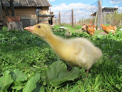 Gosling, ganso, vila, fazenda, pássaro, animal, natureza
