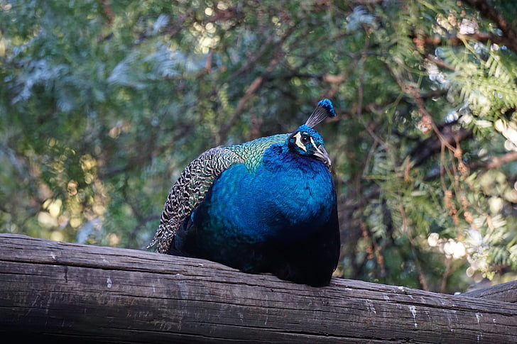 ave, peacock, trunk, park, bird, peafowl, log