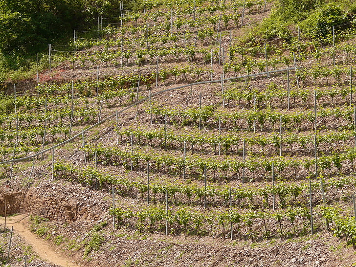 vineyard, steep slope, winegrowing, wine, steep location, mosel, cask of mosel wine