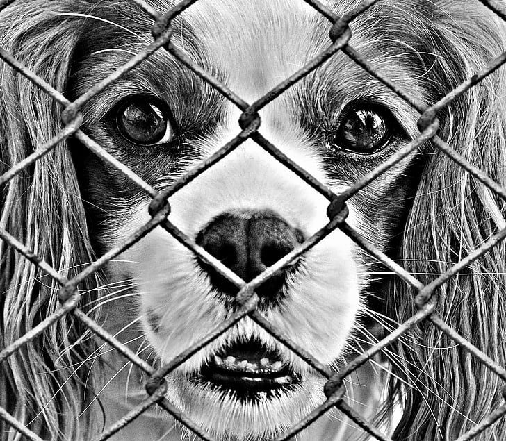 dobrobit životinja, pas, u zatvoru, sklonište za životinje, tužno, spašavanje životinja, pas izgleda